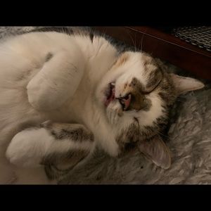 Meet your Posher, Asma